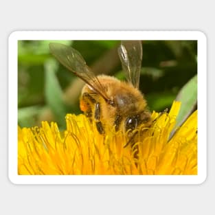 Bee In a Dandelion Sticker